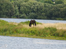 Horses – Konie